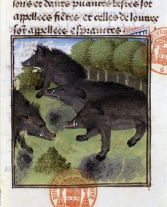 Jabalíes - en "Libro de Caza de Gaston Phoebus, Conde de Foix, Señor de Béarn"