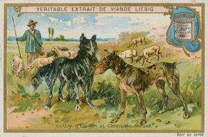 Border Collie y perro pastor