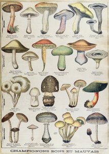 Placa botánica que representa "Setas buenas y malas", c.1900 (litografía en color)