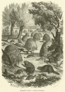 Aldea de castores de French School