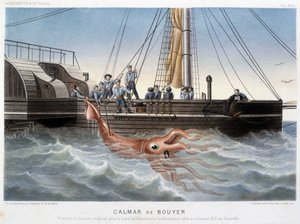 Calamar Bouyer - en “Le monde de la mer” de Alfred Fredol, Hachette, París de French School