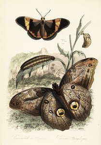Mariposa Brassolis sophorae, pupa y larva oruga de French School