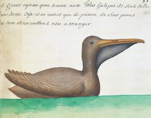 Pelícano pardo (Pelecanus occidentalis), Islas Galápagos, acuarela del libro de bitácora de Jacques Gouin de Beauchesne (1652-1730), capitán de la Compagnie royale de la Mer du Sud, de 1698 a 1701, Francia de French School