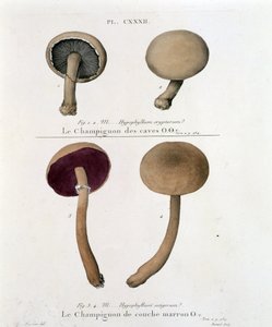Hongo de capa marrón - en “Treat des champignons” de Jean Jacques Paulet, finales del siglo XVIII de French School