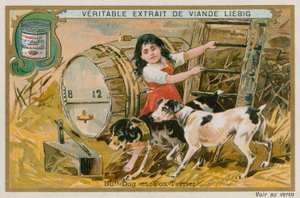 Bulldog y Fox Terrier