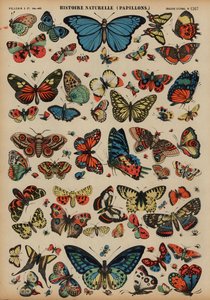 Mariposas de French School