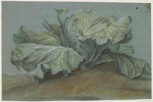 Planta de repollo