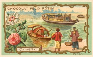 Camelia, Corea (cromolitografía) de French School