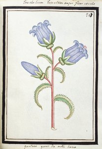 Campanula Trachelium, c.1700 de French School