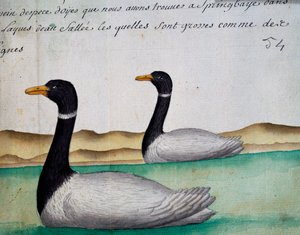Gansos de Canadá, Springbaye, Región de los Lagos Salados, acuarela del libro de registro por Jacques Gouin de Beauchesne (1652-1730), capitán de la Compagnie royale de la Mer du Sud, de 1698 a 1701, Francia