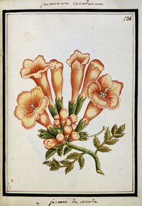 Jazmín canadiense, c.1700 de French School