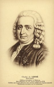 Carl Linnaeus (1707-1778), botánico y zoólogo sueco (lito) de French School