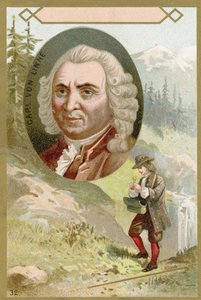 Carl Linnaeus, botánico y zoólogo sueco de French School