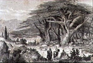 Cedros en el Líbano