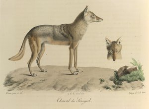 Chacal de Senegal. Un chacal de Senegal, de Historia natural de los mamíferos (litografia en color)