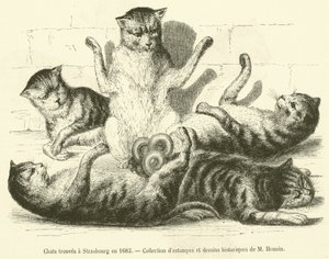 Gatos encontrados en Estrasburgo en 1683