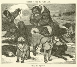Perros esquimales
