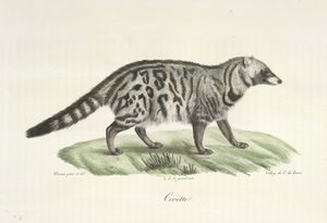 Civeta, de Historia natural de los mamíferos (litografia en color)