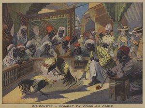Pelea de gallos en El Cairo de French School