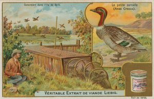 Cerceta común; captura de patos de French School