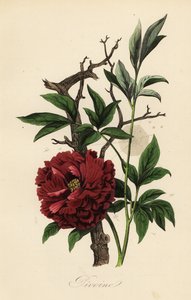 Peonía común, Paeonia officinalis, con telaraña