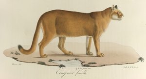 Puma, un puma hembra, de 