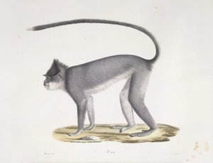 Croo. Un mono, de Historia natural de los mamíferos (litografia en color)