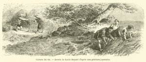 Cultivo de arroz de French School