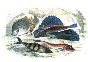 Dactyloptere pirapede (Dactylopterus pirapeda) pez volador, Chetodon argus (scatophagus argus), centronote pilote (echeneis naucrate), Trigle Lyre (Genicanthus Melanospilos) - Lámina extraída de Histoire Naturelle de Bernard Germain de Lacepede (1856-192 de French School