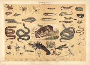 Animales peligrosos (litografía en color) de French School