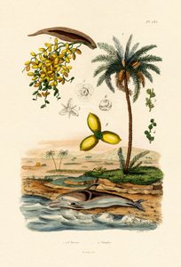 Palma Datilera