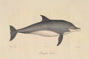 Delfín embridado, de Historia natural de los mamíferos (litografia en color) de French School