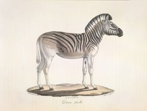 Daww hembra. El quagga rayado, o cebra de Burchell, de Sudáfrica (Asinus Burchellii), de la Historia natural de los mamíferos (color litográfico) de French School