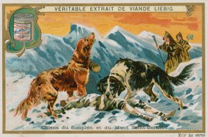 Perros del Simplon y Mont St Bernard de French School