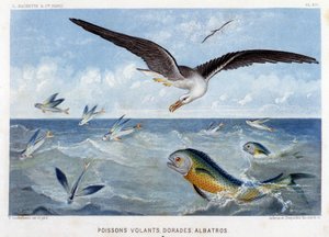 Dorades, Pisces volants, Albatros - en "Le Monde de la Mer" de Alfred Fredol. ed. París, Hachette.