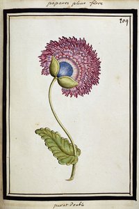 Amapola doble, c.1700 de French School
