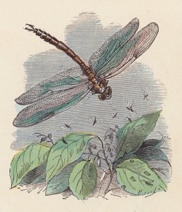 Libélula (grabado en color) de French School
