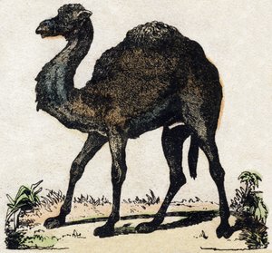 Dromedario. Grabado en “Alfabeto de animales salvajes”. 9ª Serie. Imágenes de Epinal, Pellerin, impresor-editor, circa 1870. Colección privada.