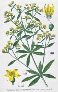 Rubia Tinctorum de French School