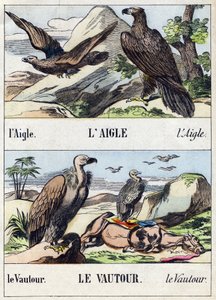 Águila y buitre. Grabado en "Buffon Alphabet des Oiseaux n 1". 3ª Serie N 1. Imágenes de Epinal, Epinal, finales del siglo XIX. 16 páginas. de French School