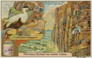 Pato eider; recolección de plumón de eider en una costa del norte de Europa de French School