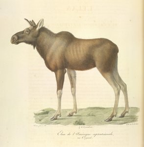Alce de América del Norte, de Historia natural de los mamíferos (litografia en color) de French School