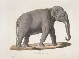 Elefante asiático, de Historia natural de los mamíferos (litografia en color) de French School