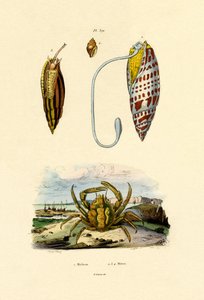 Cangrejo esmeralda