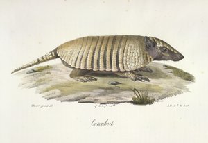 Encoubert, Armadillo, de Historia natural de los mamíferos (litografia en color) de French School