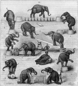 Ejercicios realizados por elefantes en el hipódromo de París. Grabado en "La Nature. Revue des sciences et de ses aplicaciones aux arts et a l
