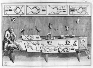 Experimento con ranas, ilustración de De viribus electricitatis in motu muscumari de French School