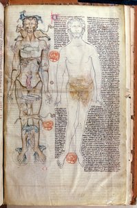 F.116v La relación entre el cuerpo humano y los signos del zodiaco, de un tratado médico de Abul Qasim Khalaf ibn al-Abbas al-Zahrawi (Abulcasis) (936-1013) traducido por Gerard de Cremone