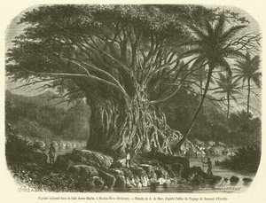Figuier colossal en la bahía Anna-Maria, en Nouka-Hiva, Oceanía