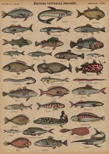 Peces de French School